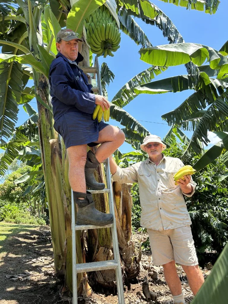 Havana & Little Gem Bananas: Two new varieties offering a brighter future for growers and new taste experiences for consumers